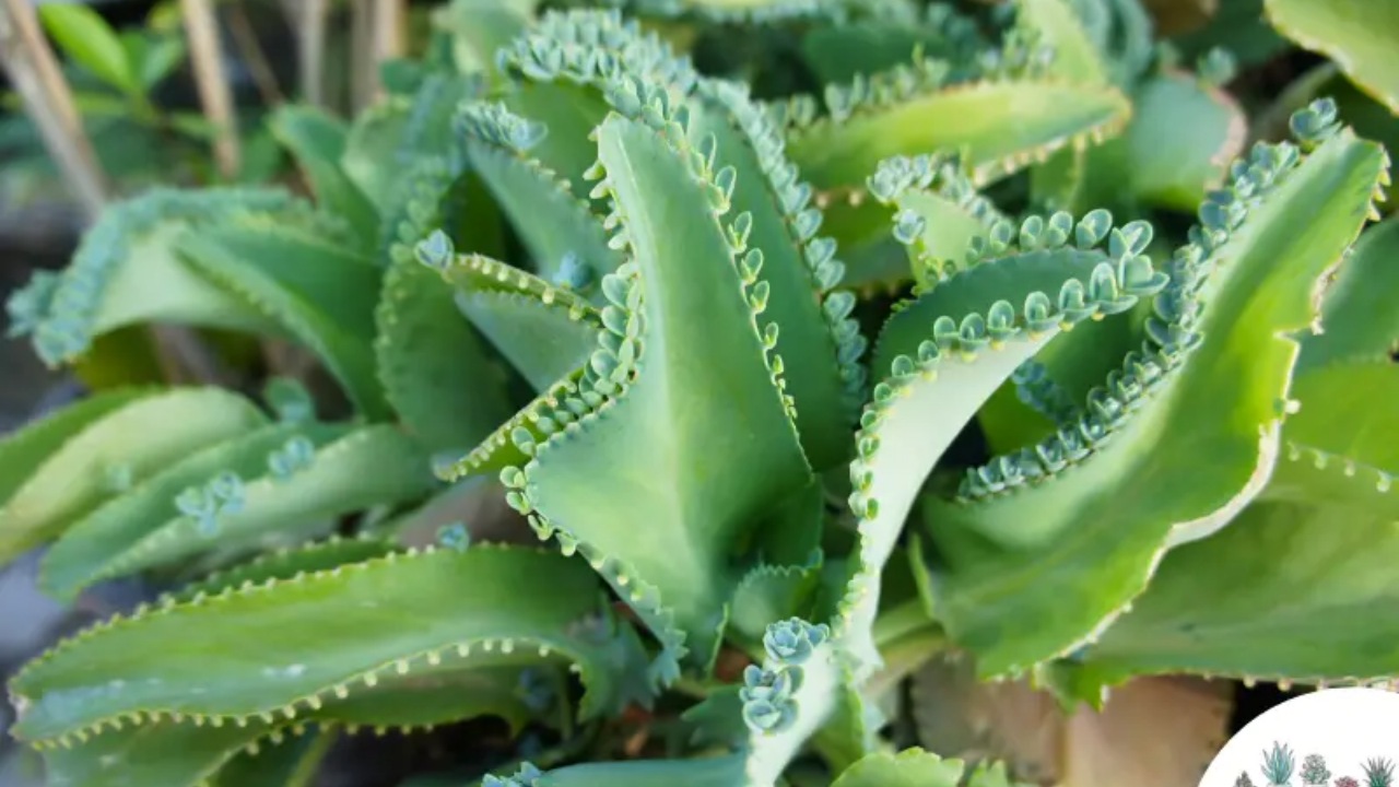 Aranto: Kalanchoe daigremontiana