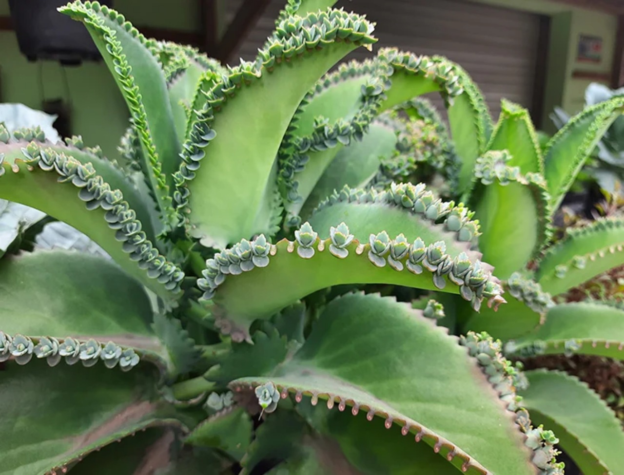 Aranto: Kalanchoe daigremontiana