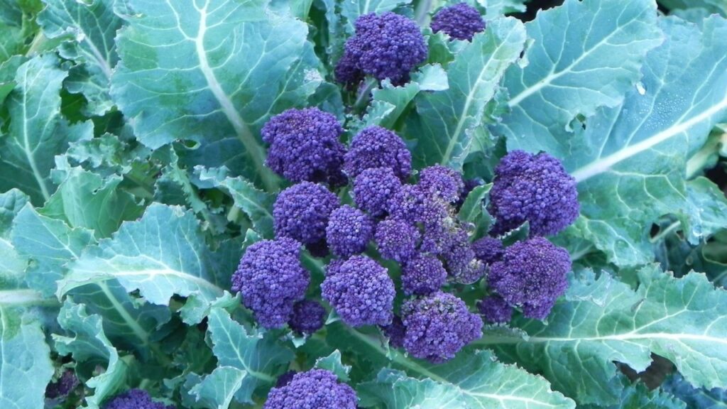 Broccoli viola germogliati: seminali in primavera per un raccolto ricco a fine inverno