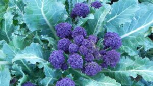 Broccoli viola germogliati: seminali in primavera per un raccolto ricco a fine inverno