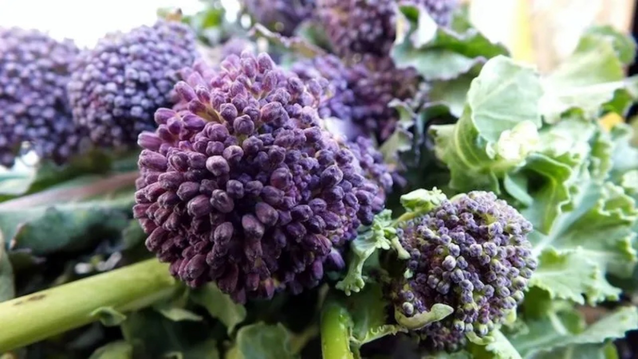 Broccoli viola: perché seminarli ora