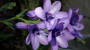 I bulbi da interrare in primavera per un’esplosione di colori in estate: il consiglio degli esperti