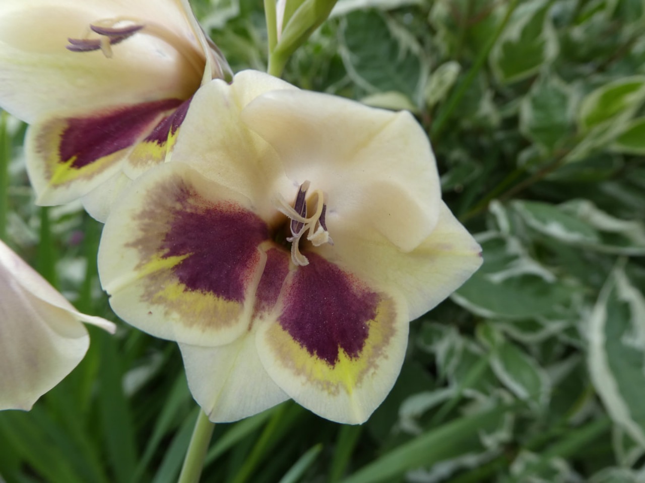 Bulbi da interrare: Gladiolus papilio