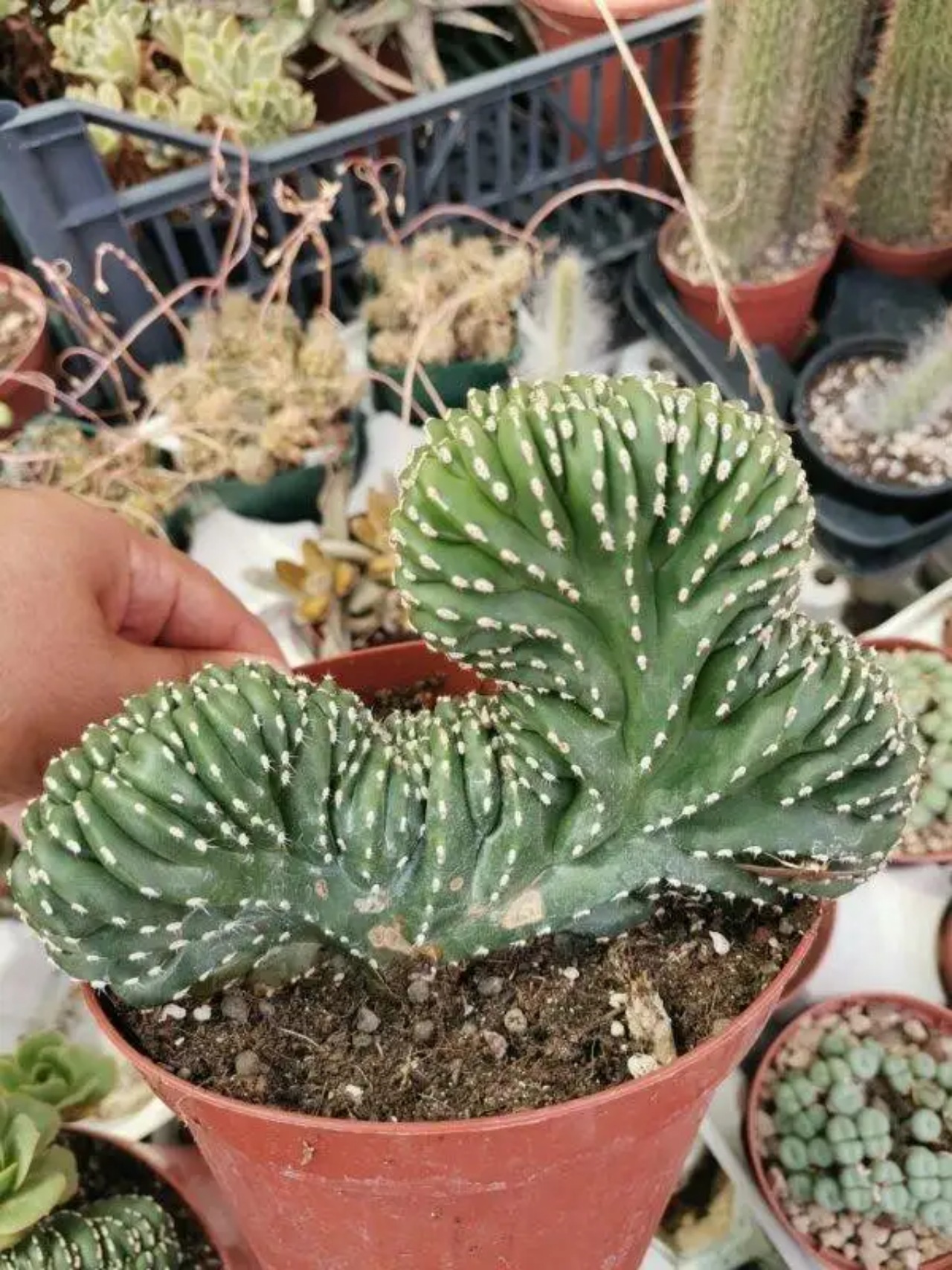 Cactus crestati: guida alla cura