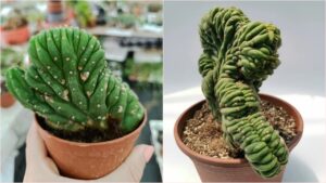 Come coltivare cactus crestati: guida semplice per curarli al meglio