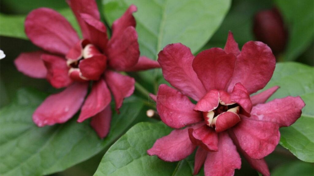 Calycanthus floridus: un arbusto profumato che trasforma il tuo giardino