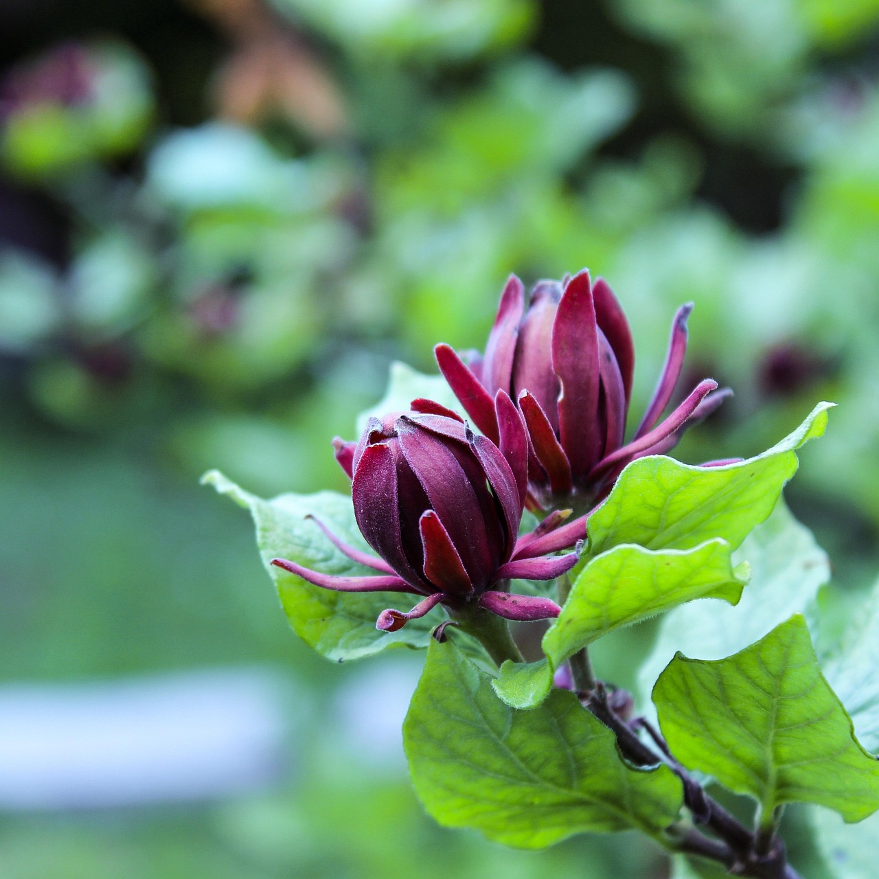 Calycanthus floridus: bellissimo arbusto