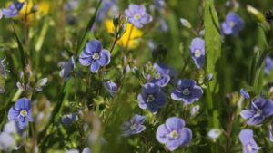 Camedria: un piccolo tesoro della natura da scoprire
