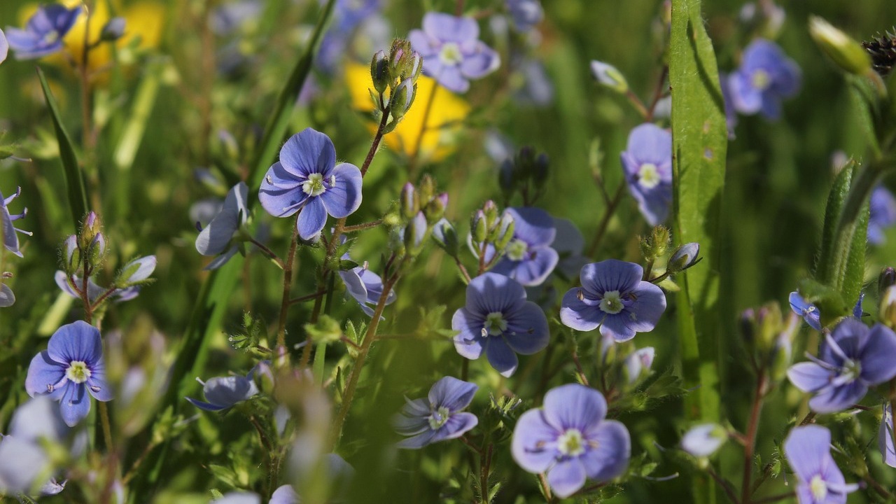 Camedria: pianta dai fiori flu
