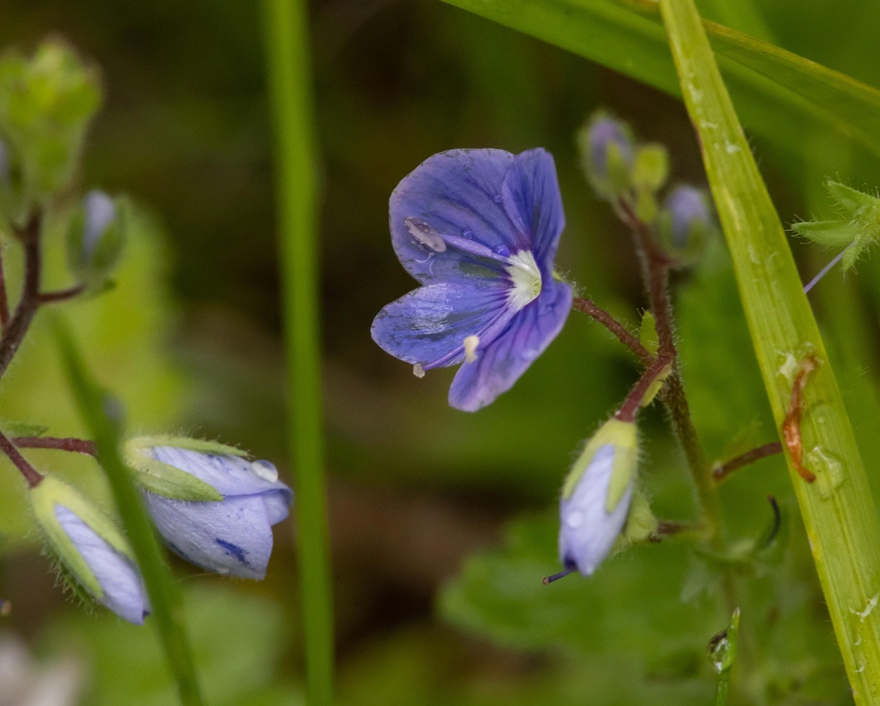 Camedria: fiori blu