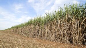 Tutto sulla canna da zucchero: dalla produzione agli effetti sull’ambiente