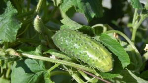 I benefici nascosti del cetriolo spinoso nella tua dieta