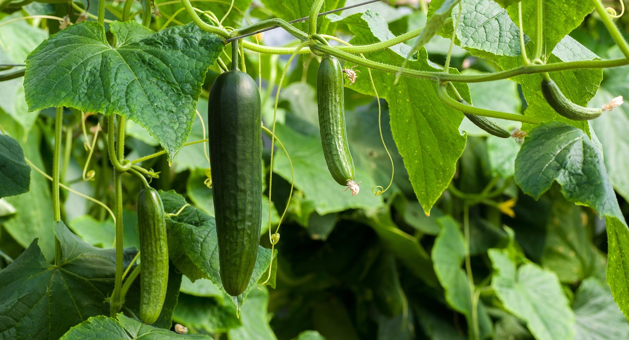Cetriolo spinoso: ortaggio benefico