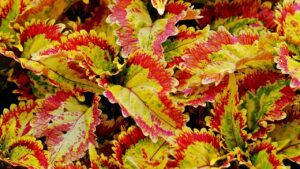 Coleus: la pianta colorata e facile da coltivare per dare vita al tuo giardino