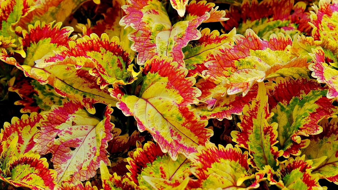 Coleus: pianta decorativa