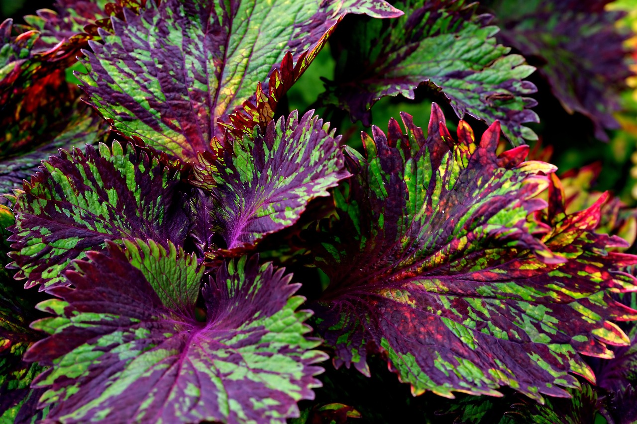 Coleus: pianta decorativa