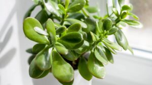 Crassula arborescens: tutte le sue caratteristiche e proprietà