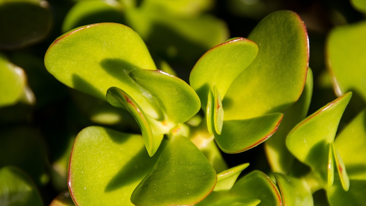foglie di Crassula arborescens