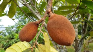 Cupuaçu: il frutto tropicale che unisce gusto e benessere