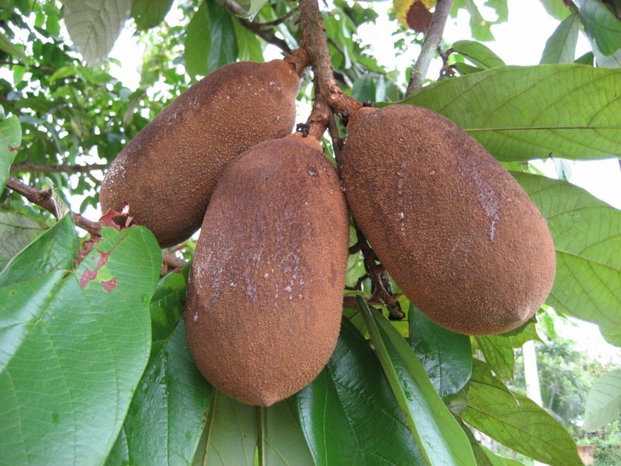 Cupuaçu: frutto ricco di benefici