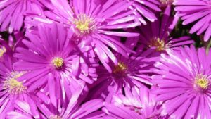 Delosperma cooperi: usi, proprietà e caratteristiche