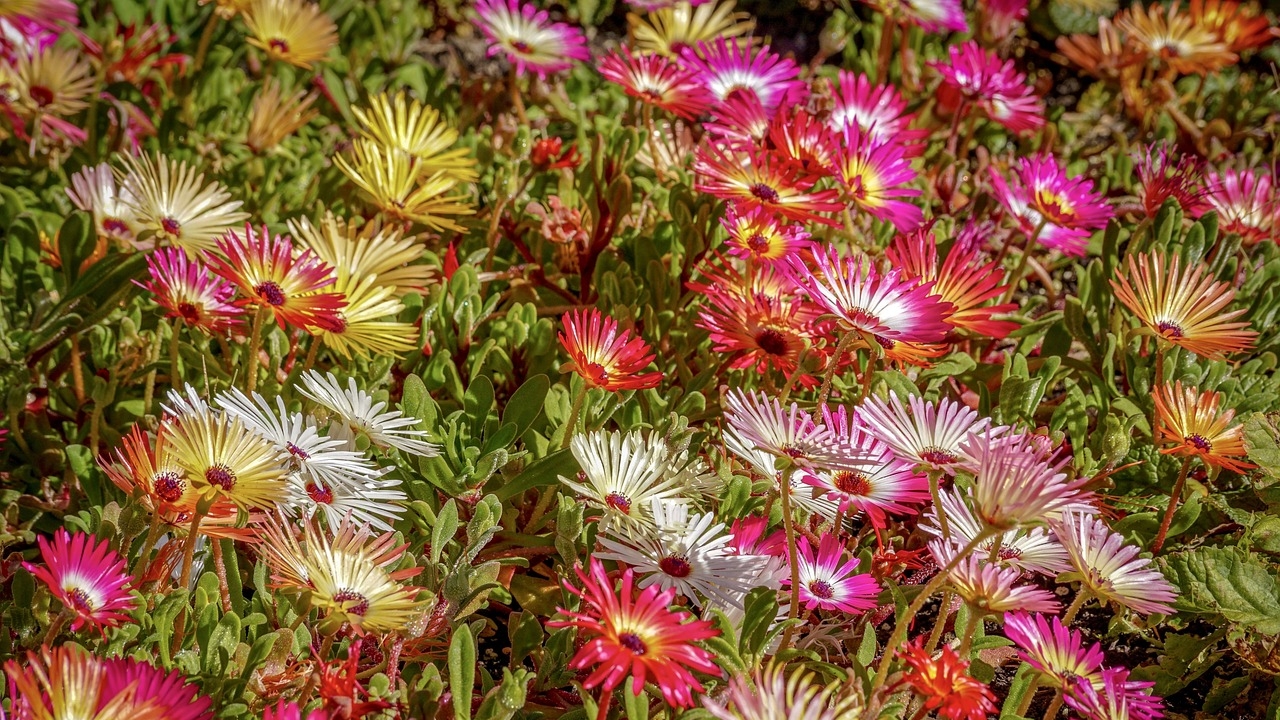 Delosperma cooperi in giardino