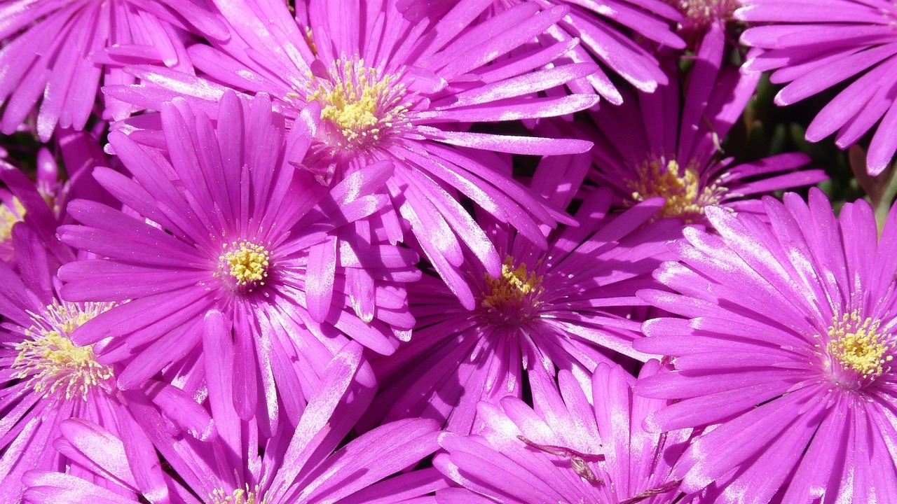Delosperma cooperi viola