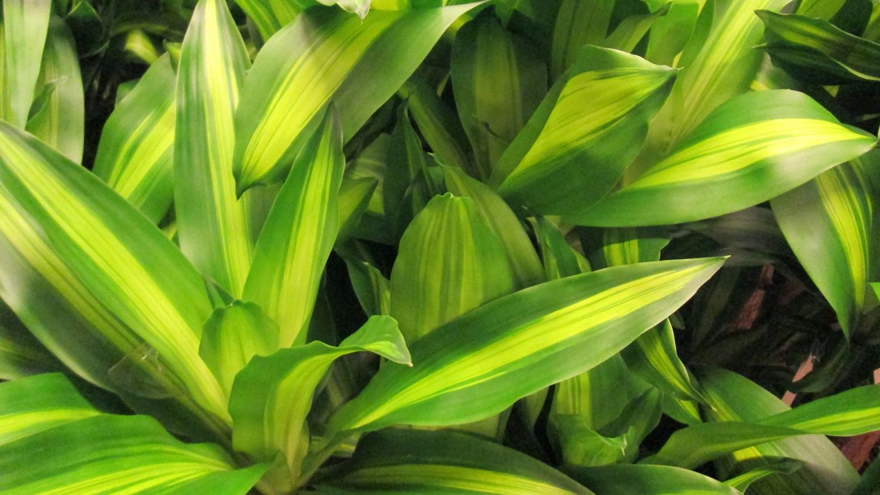 Dracena Fragrans