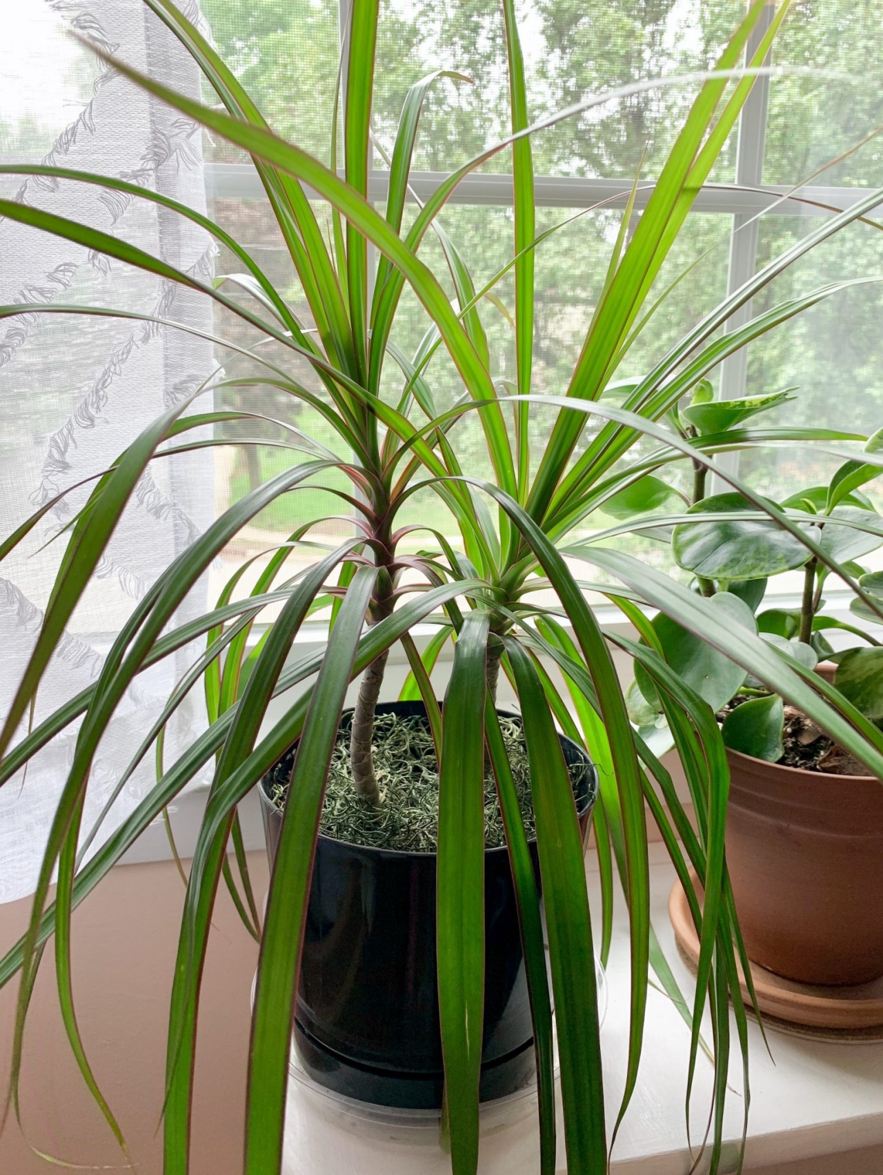 Dracena marginata