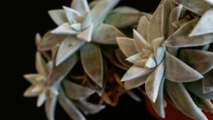 Dudleya brittonii: proprietà e caratteristiche di questa pianta grassa