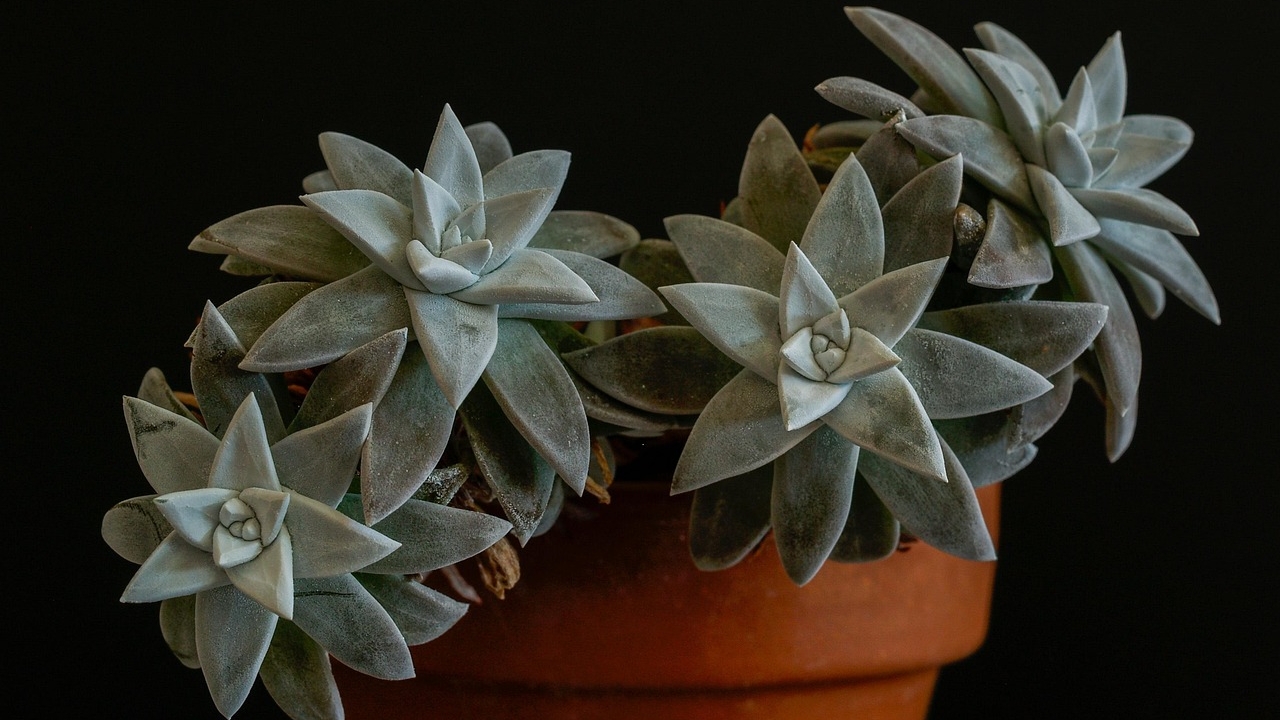 vaso di Dudleya brittonii
