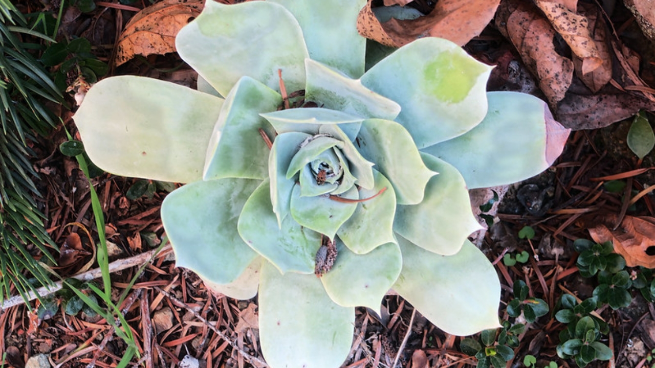 Dudleya pulverulenta a rosetta
