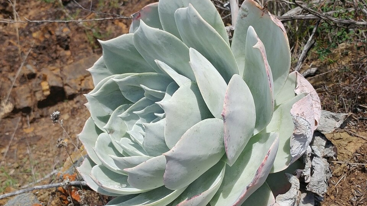 Dudleya pulverulenta piantata