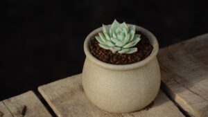 Echeveria elegans: come coltivarla al meglio