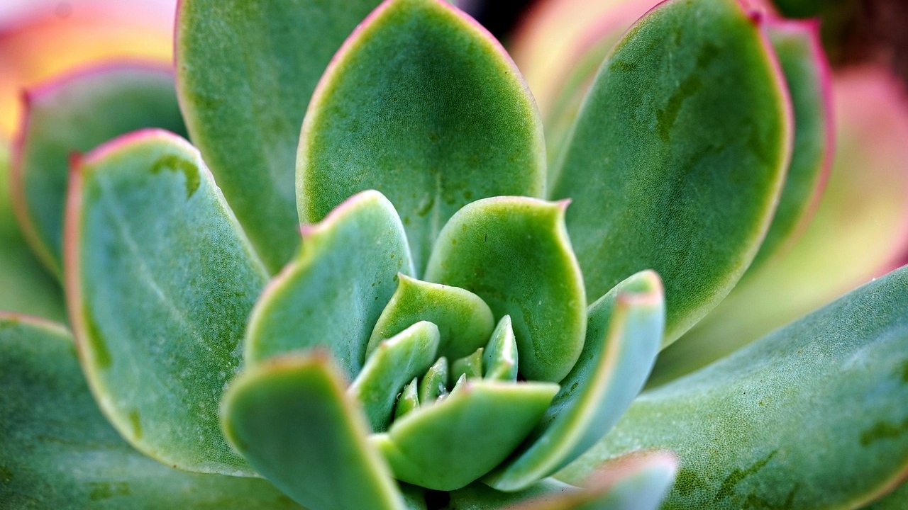 foglie di Echeveria elegans