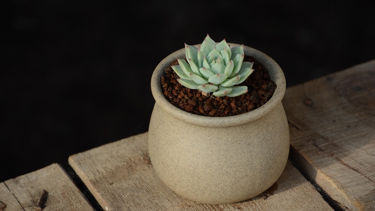 vasetto di Echeveria elegans