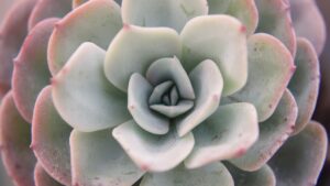 Echeveria gibbiflora: proprietà e caratteristiche di questa pianta grassa