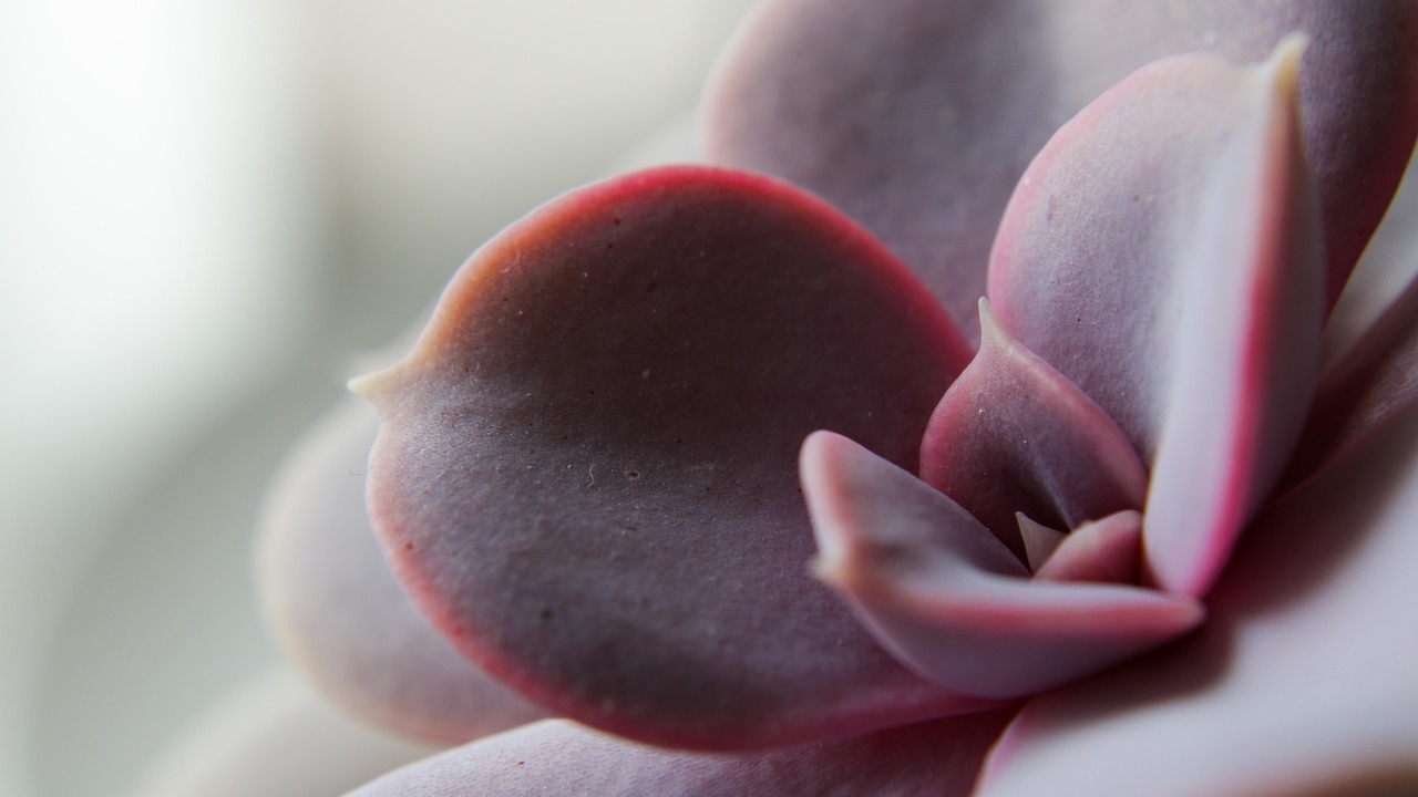 Echeveria gibbiflora rossa