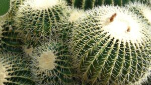 Echinocactus grusonii: proprietà e caratteristiche di questa pianta grassa