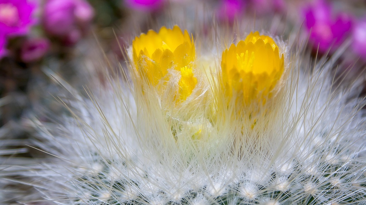 fiori di Echinocactus grusonii