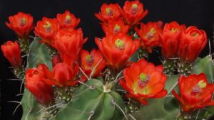 Echinocereus engelmannii: proprietà e caratteristiche di questa pianta grassa