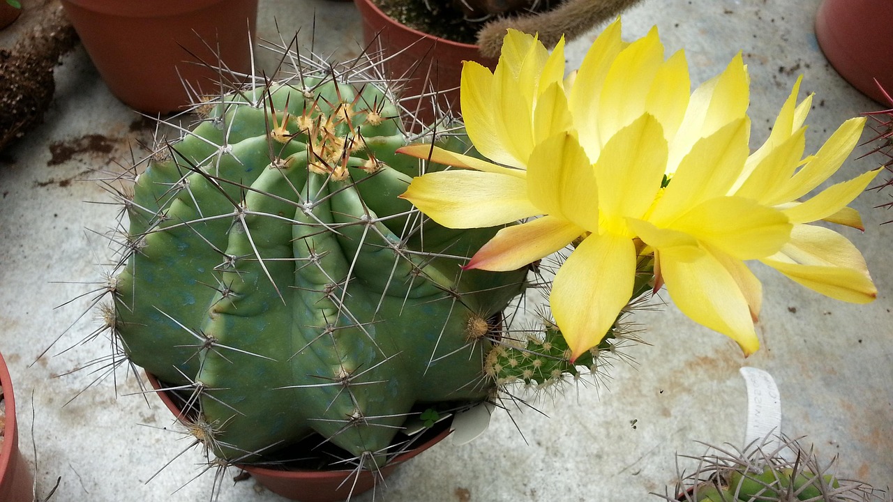 Echinocereus engelmannii in vaso