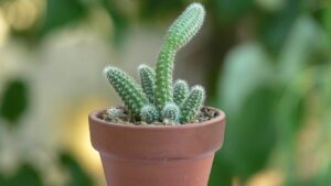 Echinopsis chamaecereus: tutto ciò che c’è da sapere su questa pianta grassa