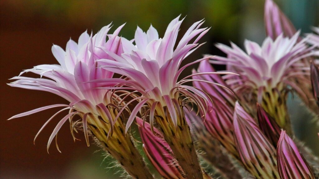 fiori di Echinopsis chamaecereus
