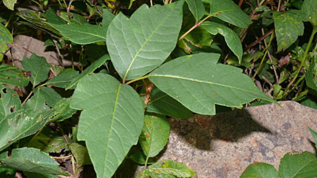 Edera velenosa: come riconoscerla