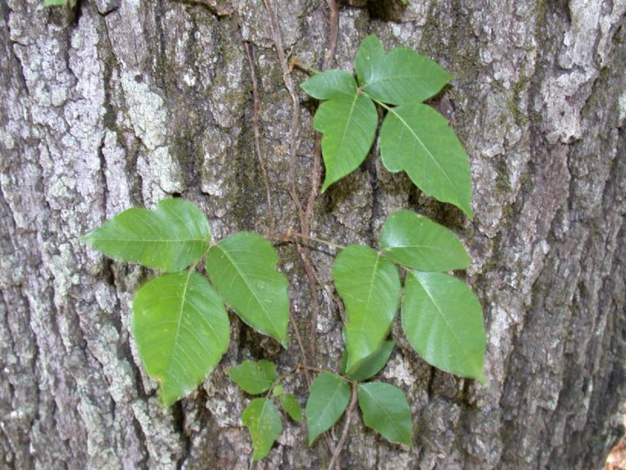 Edera velenosa: come riconoscerla