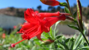 La tromba colibrì: una pianta perfetta per chi cerca bellezza e facilità