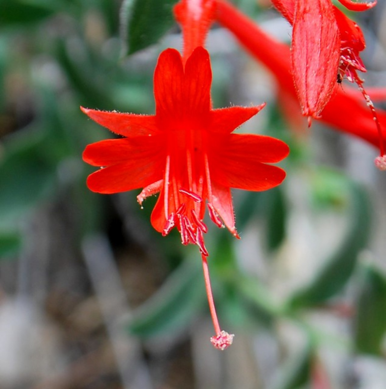 Epilobium canum: tromba colibrì