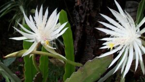 Epiphyllum anguliger: usi, proprietà e caratteristiche di questa succulenta
