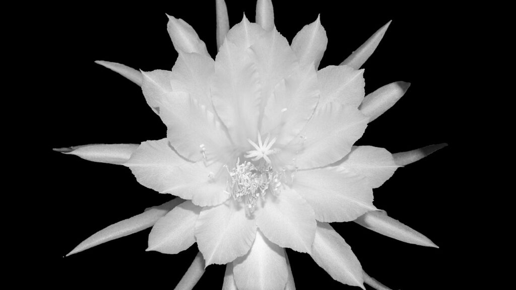 fiore bianco di Epiphyllum anguliger